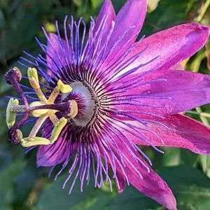 4x6 Original Nature Photography Of Purple Passion Flower Bloom Photo Print